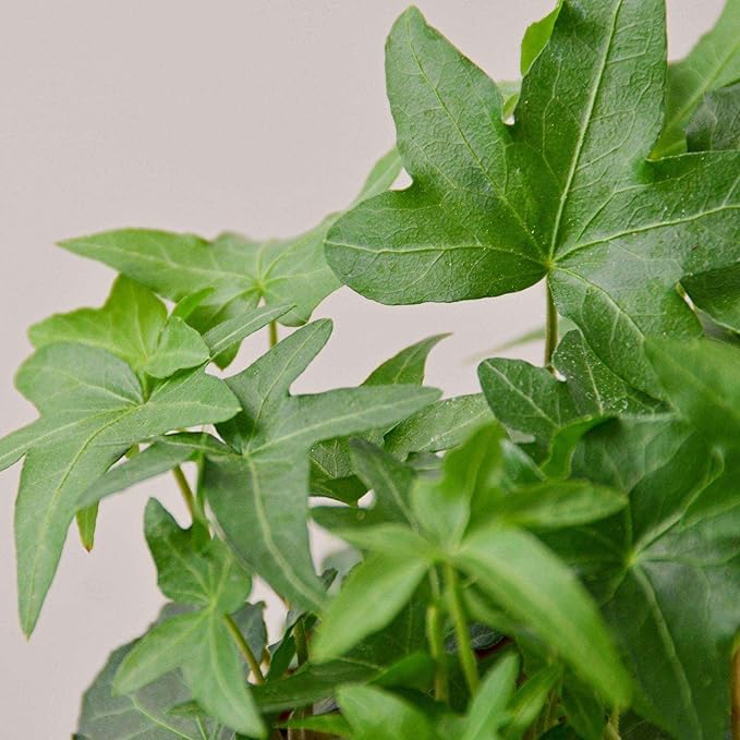 English Ivy Green California Live Plant for Indoor | Different Houseplants in 3'' Pot | Real House Plant for Living Room, Office, Desk & Bathroom | Common Ivy | Hedera Helix Green