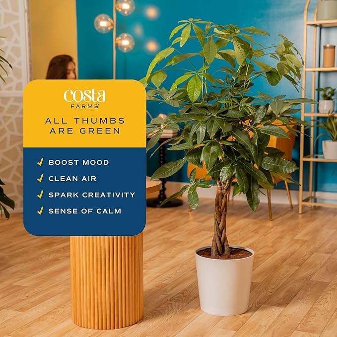 Costa Farms Money Tree Live Plant in Decorative Pot, Air Purifying, Large Indoor Houseplant, Perfect for Home, Room, or Office Decor, Great House Warming or Birthday Gift, 3-4 Feet Tall
