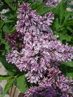 Syringa PATULA `Miss Kim` (Lilac) Shrub, 3-Size Container, Lavender Flowers