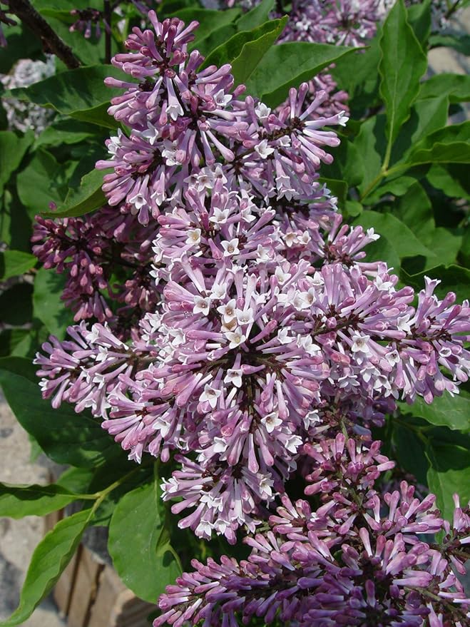 Syringa PATULA `Miss Kim` (Lilac) Shrub, 3-Size Container, Lavender Flowers