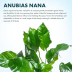 SubstrateSource Anubias Live Aquarium Plants - Potted Freshwater Plant for Fish Tanks, Terrariums - Beginner Friendly Low Light (Nana, Mother Plant)