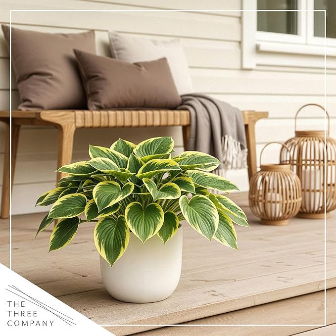 Live Perennial Hosta - Queen Josephine (3 Plants Per Pack) Beautiful Accent Plant, 10" Tall by 4" Wide in 1 Qt Pot