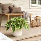 Live Perennial Hosta - Queen Josephine (3 Plants Per Pack) Beautiful Accent Plant, 10" Tall by 4" Wide in 1 Qt Pot