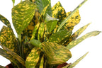Shop Succulents | Standing Collection | Hand Selected, Air Purifying Live Indoor House Plants