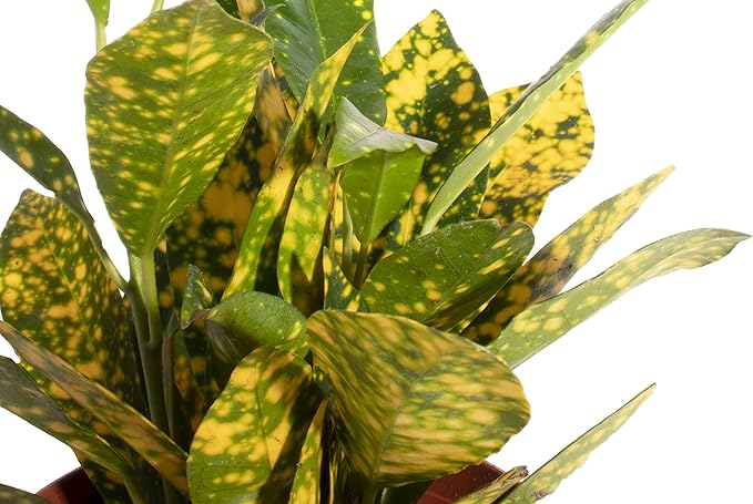 Shop Succulents | Standing Collection | Hand Selected, Air Purifying Mixed Bundle of Live Indoor/Outdoor House Plants