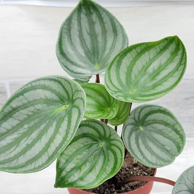 Rare Watermelon Peperomia (Peperomia argyreia) – Live Indoor Houseplant | 4″ Pot | Easy-Care Exotic Plant | Unique Variegated Foliage | Air Purifying Greenery for Home or Office