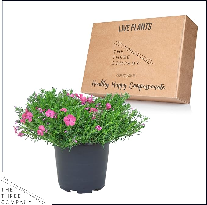 Live Phlox - Pink - Beautiful Creeping/Trailing Perennial - Healthy Spring Plant - 10" Tall by 6" Wide in 2.5 Qt Pot