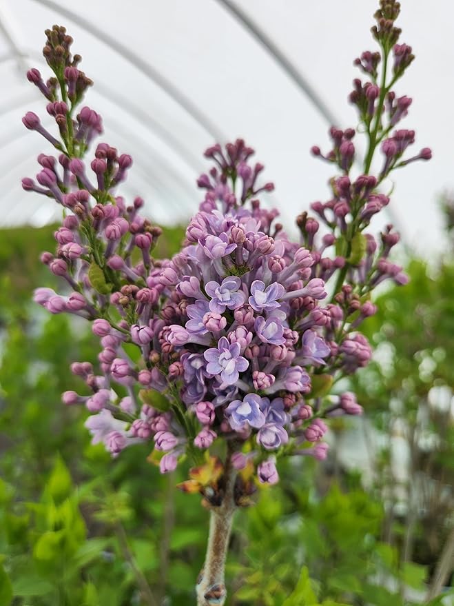 Proven Winners - Syringa x hya. Scentara Double Blue (Lilac), Shrub, Lavender-Blue Flowers, #3 - Size Container