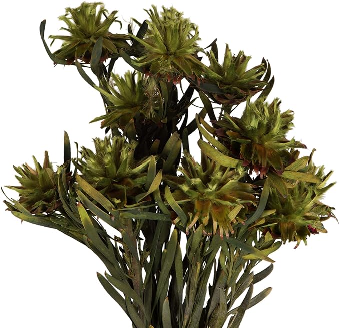 Vickerman Basil Plumosum Flower 20" Long Stem