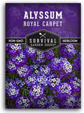 Alyssum Seeds for Planting - Sweet Royal Carpet Purple Variety - Fragrant Perennial Flower & Ground Cover - Heirloom Non-GMO - Survival Garden Seeds (1 Pack)