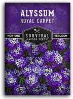 Alyssum Seeds for Planting - Sweet Royal Carpet Purple Variety - Fragrant Perennial Flower & Ground Cover - Heirloom Non-GMO - Survival Garden Seeds (1 Pack)