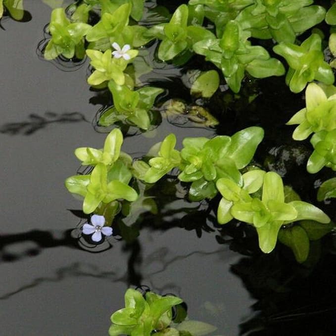 Chalily Lemon Bacopa, a Great Live Pond Plant for Your Water Garden. Filters koi and Goldfish Ponds. Good for Bogs, Plant Shelf or Shallow Water This marginal Aquatic is a Real Beauty