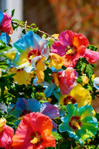 Double Hibiscus grandiflorus Seeds for Planting, 201+pcs Rare Perennial Giant Peony Hibiscus Grandiflorus Flower Seeds, Non-GMO Heirloom Beauty Blooms Flowers Plants for Home Garden Outdoors