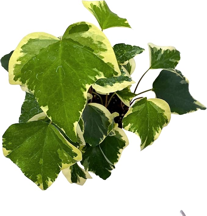 BubbleBlooms Variegated Algerian Ivy, Hedera Algeriensis, Canary Island Ivy, Canary Ivy, Madeira Ivy in 4 inch Pot