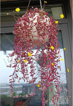 Sprout N Green 4" Ruby Necklace with White Stripe Pot, Live Othonna capensis L.H.Bailey Succulent, Purple Hanging Trailing House Plant for Home Office Wedding Decoration DIY Project Party Favor