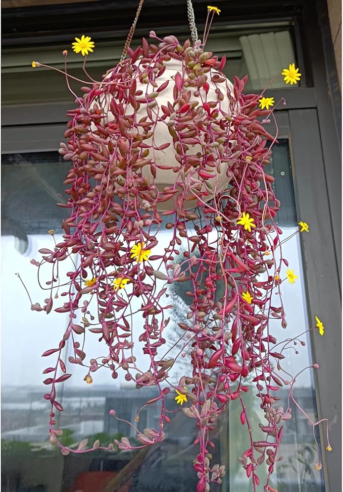 Sprout N Green 4" Ruby Necklace with White Stripe Pot, Live Othonna capensis L.H.Bailey Succulent, Purple Hanging Trailing House Plant for Home Office Wedding Decoration DIY Project Party Favor