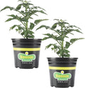 Bonnie Plants Bush Early Girl Tomato, Live Plant, 1 Gal., 2-Pack