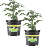 Bonnie Plants Bush Early Girl Tomato, Live Plant, 1 Gal., 2-Pack