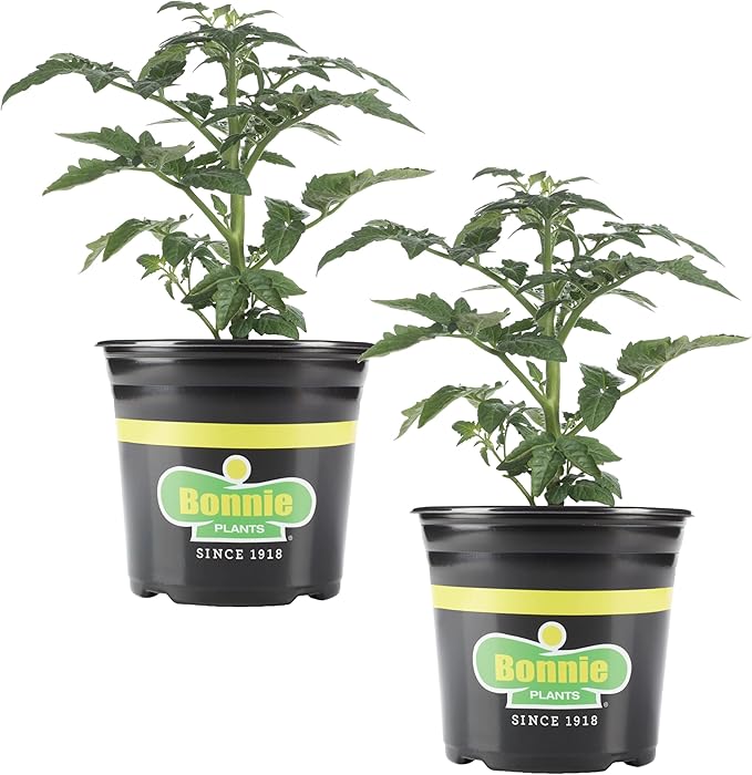 Bonnie Plants Bush Early Girl Tomato, Live Plant, 1 Gal., 2-Pack