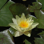 Chalily Water Lily Aquatic Plants Live Lilies Real Small or Big Pond Plant Lilly Ponds Cold Hardy Pads Grow waterlillies Flowering rhizomes Outdoor lilys Waterlily Lillies pre Grown lillys pad Yellow