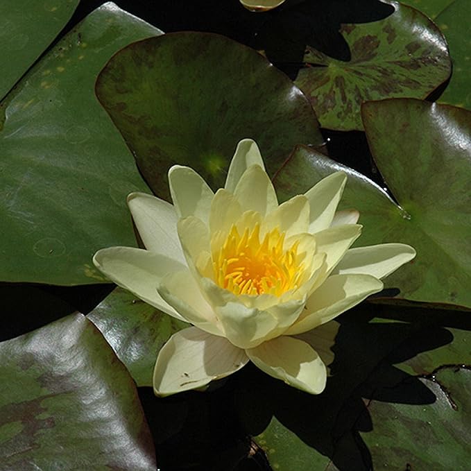 Chalily Water Lily Aquatic Plants Live Lilies Real Small or Big Pond Plant Lilly Ponds Cold Hardy Pads Grow waterlillies Flowering rhizomes Outdoor lilys Waterlily Lillies pre Grown lillys pad Yellow
