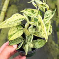 Scindapsus Marble Queen Plant – Live 4" Satin Pothos with Silvery Variegated Leaves | Easy-Care Trailing Indoor Vine | Air-Purifying Houseplant for Home or Office (Heat Pack Included)