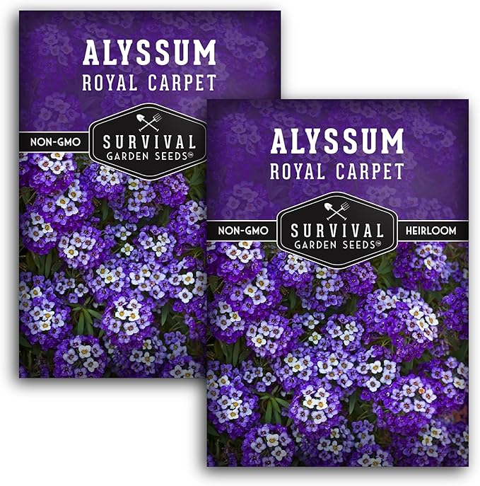 Alyssum Seeds for Planting - Sweet Royal Carpet Purple Variety - Fragrant Perennial Flower & Ground Cover - Heirloom Non-GMO - Survival Garden Seeds (2 Packs)