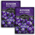 Alyssum Seeds for Planting - Sweet Royal Carpet Purple Variety - Fragrant Perennial Flower & Ground Cover - Heirloom Non-GMO - Survival Garden Seeds (2 Packs)