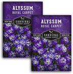 Alyssum Seeds for Planting - Sweet Royal Carpet Purple Variety - Fragrant Perennial Flower & Ground Cover - Heirloom Non-GMO - Survival Garden Seeds (2 Packs)
