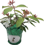 Scarlet Firebush - Hamelia Patens - Live Shrub Plant -Florida Native - Orange Red Flower - 8-10 Inches Tall - 4 Inch Pot