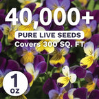Viola - Johnny Jump-Up - Bulk 1 Ounce Pouch - 40,000 Flower Seeds for Planting - Viola Tricolor