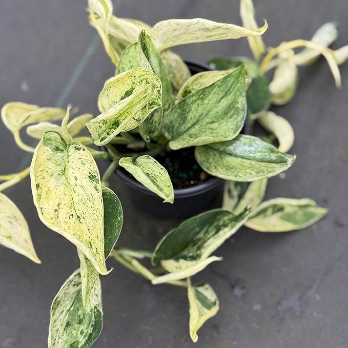 Scindapsus Marble Queen Plant – Live 4" Satin Pothos with Silvery Variegated Leaves | Easy-Care Trailing Indoor Vine | Air-Purifying Houseplant for Home or Office (Heat Pack Included)