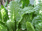 300 Bloomsdale Long Standing Spinach Seeds Heirloom Non GMO 3.5+ Grams Garden Vegetable Bulk Survival