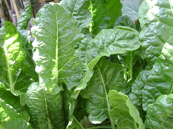 300 Bloomsdale Long Standing Spinach Seeds Heirloom Non GMO 3.5+ Grams Garden Vegetable Bulk Survival