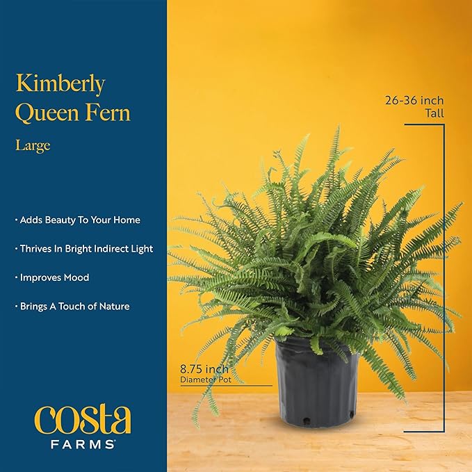 Costa Farms Kimberly Queen Fern Live Plant in Plastic Pot, Large Indoor & Outdoor Houseplant, Perfect for Home, Room, or Office Decor, Great House Warming or Birthday Gift, 2-3 Feet Tall
