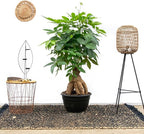 RedCrocus Money Tree Pachira aquatica Indoor Plant- Lucky, Easy Care, Pet Safe, Decorative Foliage 6" Pot
