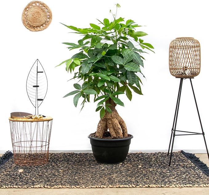 RedCrocus Money Tree Pachira aquatica Indoor Plant- Lucky, Easy Care, Pet Safe, Decorative Foliage 6" Pot