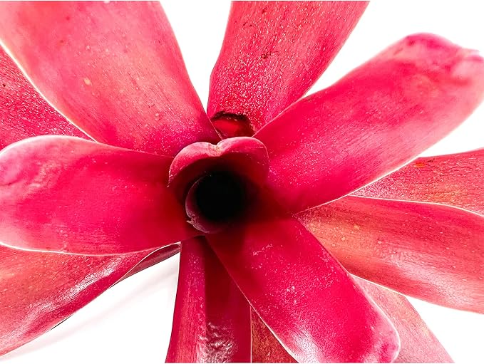 ragnaroc Live Plants - Bromeliad Neoregelia 'Fireball', Large 5-7" - 1ct - Live Arrival Guaranteed - House Plants for Home Decor & Gift