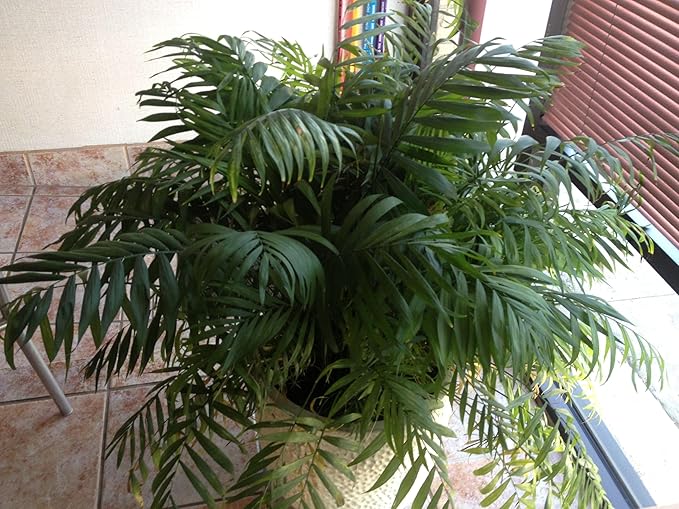 Chamaedorea elegans (Parlor Palm) – Live Indoor Palm Tree | Easy-Care Houseplant | Air-Purifying Tropical Plant (No Pot) (1, Large)