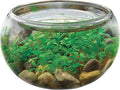 Mini WaterPlants - Create Your Own Soothing Aquasacape Starter Kit, Indoor Plant Glass Globe Terrariums with Complete Supplies, Just Add Water, 3-Pack