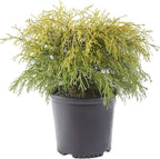 Gold Mop, 1 Gallon