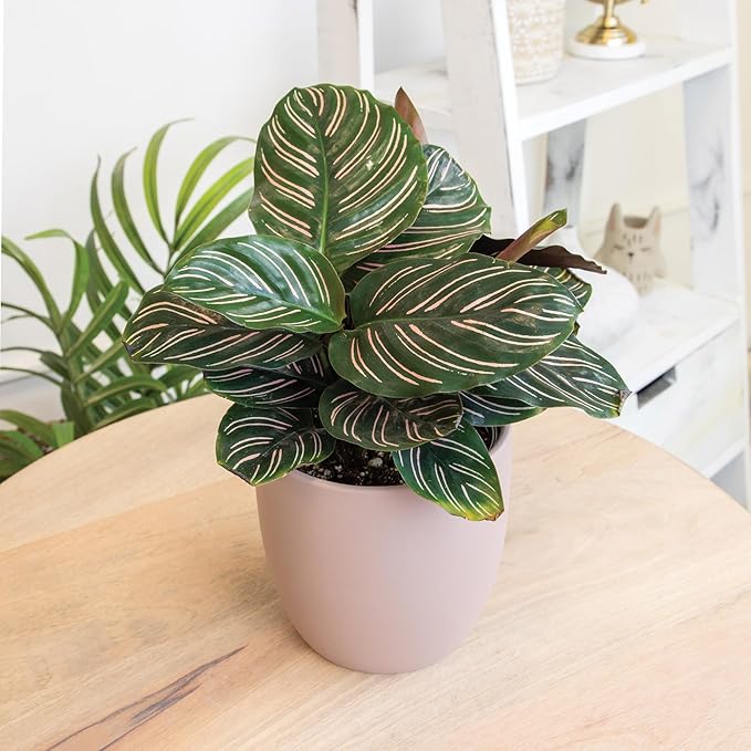 Essential Houseplant Collection (4PK) in 4.25" Grower Pots, Easy Air Purifying Plant Pack with Pothos, Syngonium, Philodendron, & More Popular Live Houseplants for Beginners by Plants for Pets