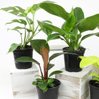 Live Philodendron Houseplants (3PK) Indoor Houseplant Philodendrons Mix Pack, Real Indoor Plants for Beginners, Rotating Assortment, Easy Plant Care
