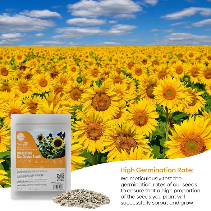 Groundio Mammoth Sunflower Seeds to Plant, 1 Ounce Packet 300+ Seeds, 6-12 FT Giant Sunflower, Non-GMO, Heirloom, High Germination, Grown in the USA