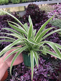 Variegated Spider Plant 'Airplane' - Air-Purifying, Low Maintenance, Thrives in Home & Office - Perfect for Plant Enthusiasts - Live houseplant in Potting Soil