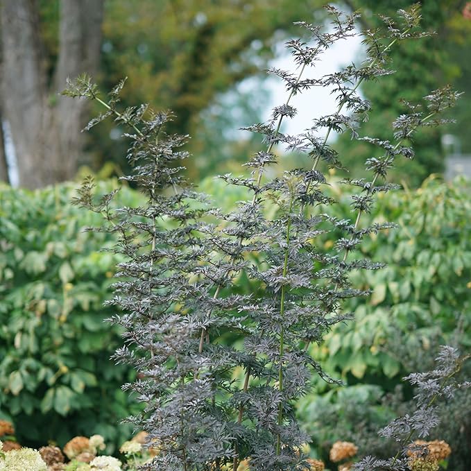 Proven Winners Laced Up Elderberry (Sambucus nigra) Live Plant, 4.5" Qt
