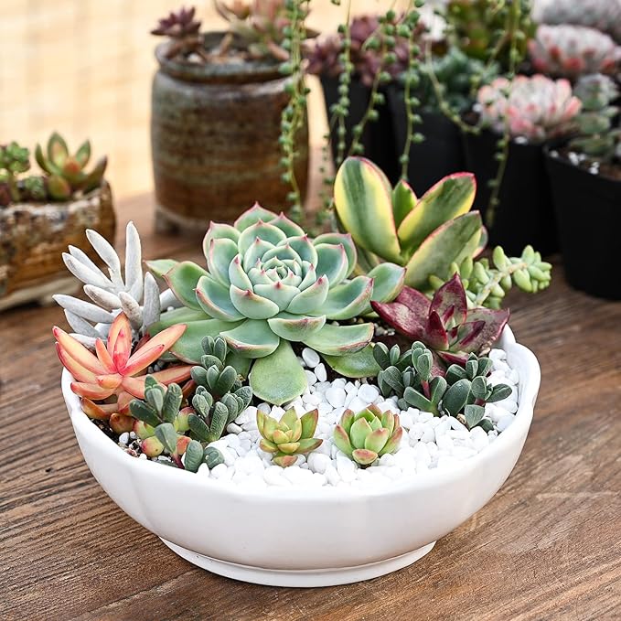Sprout N Green Live Succulent Plants, 5 Pack Assorted Succulents Potted in 2" Starter Pot with Soil Mix, Rare Small Indoor House Plants for Home Garden Wedding Decor Party Favor DIY Projects