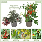 200 PCS Plant Support Clips - Reusable Tomato Clips for Climbing Plants Secured Plastic Garden Trellis Clips Plant Fixing Clips for Tomato Grape Cucumber Vine