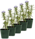 My Shelfie - Rosemary Plant Starter, Aromatic Rosemary Plants Live in 2-Inch Pot, Live Plants 2-3 Inch Tall, Blue-Purple Rosemary Herb Plants, Bee-Friendly, 5 Pieces, Green
