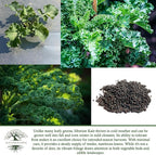 Siberian Kale Seeds for Planting – 1000+ Non-GMO & Heirloom Seeds by Isla's Garden Seeds, Brassica Napus, Cold-Tolerant Leafy Green, Fast-Growing Vegetable, Great Gift for Home Gardeners